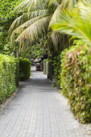 A small way into a hotel resort like a green tunnel with palm trees and selective focus.の写真素材