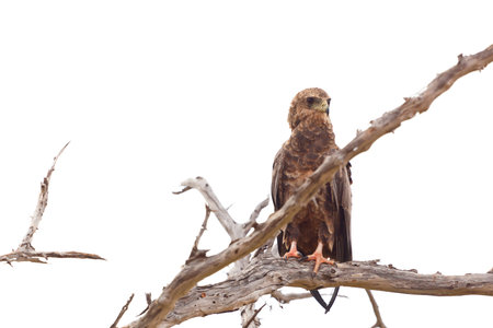 A Tawny Eagle in Tsavo East National Park, Kenya