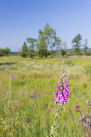 Purple Foxglove in the wide moor landscape of the High Fens, Eifel, Belgium.の写真素材