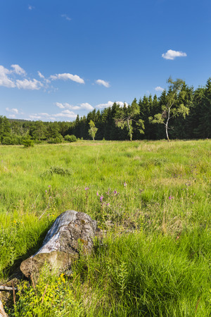 Wide green bog landscape with with a tree trunk in the foreground in the High Fens, Eifel, Belgium with blue sky.の写真素材