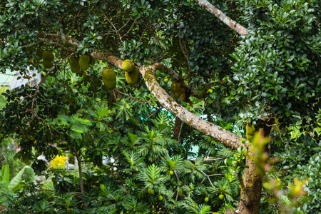Lots of Jackfruits on a tree in the hills of La Digue, Seychelles