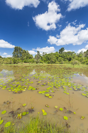 The beautiful Lily Lake in Karura Forest with deep blue sky in Nairobi, Kenya.の写真素材