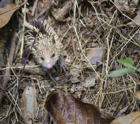 A tenrec in the forests of Mahe, Seychellesの写真素材