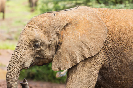 Detail shot of a baby elephant in the elephant orphange of Nairobi National Park in Kenya.の写真素材