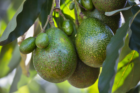 Multiple Avocados on a tree in Kenya.の写真素材