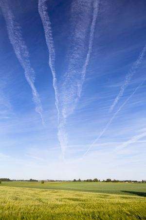 A rye field in spring under a high blue sky.の写真素材