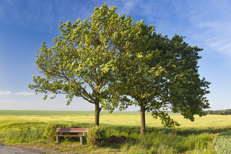 A road and a rye field in spring with a bench under two trees in the foreground.の写真素材