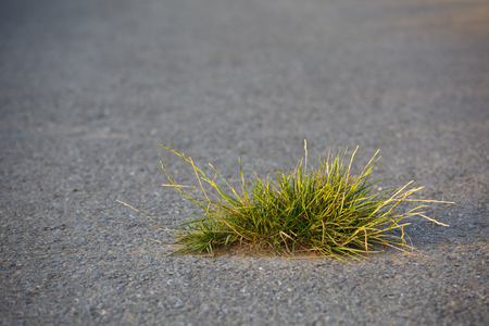 A little tuft of grass breaking the road surface. Selective focus and warm evening light.の写真素材