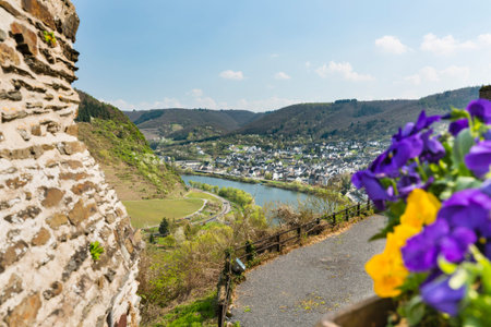 Colorful Pansies and view over the Moselle River Valley in Cochem, Germany from outside the famous...