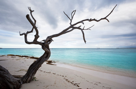 A dead tree on Jabberwock Beach in Antigua.の写真素材
