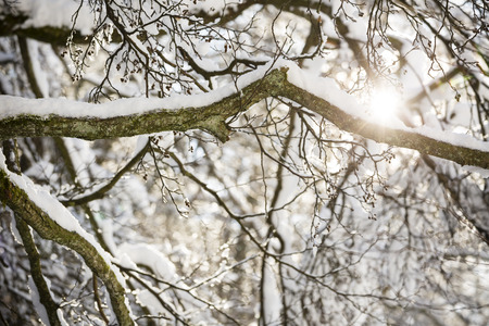 Snow covered trees against the sun near the Eifel village Monschau pipes in winter, Germany.の写真素材