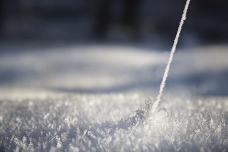 A frozen plant thread with ice flowers rising from glittering snow on the ground. Seen in the Eifel, Germany in winter.の写真素材