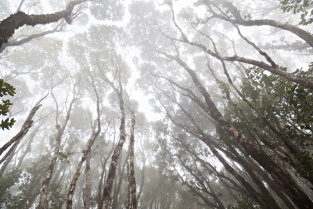 Tropical rainforest wrapped in fog and clouds. Taken at Pihea Trail in Kauai, Hawaii.の写真素材