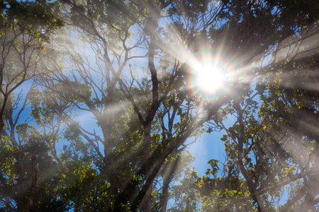 The sun shining through the trees while some clouds slide through the rain forest creating a rainbow...