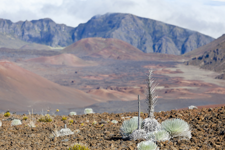View into the colorful Haleakala Crater in Maui with a Haleakala Silversword as foreground, Hawaii.の写真素材