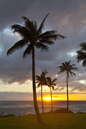 Palm trees along the rocky coastline at Napili Point at sunset in Maui, Hawaii.の写真素材