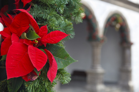 Poinsettia flowers as christmas decoration in the center of Santa Cruz De La Palma.の写真素材