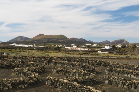 Wine fields with lava walls in the Timanfaya region in Lanzarote, Spain.の写真素材