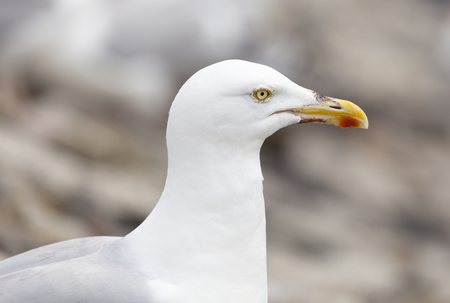 A seagull at the North Sea in Norderney, Germany.の写真素材