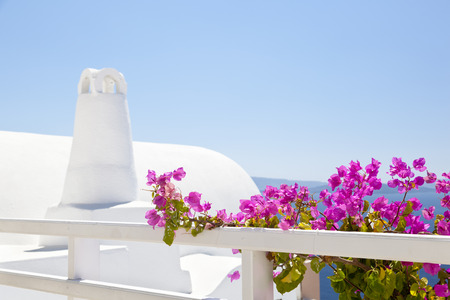 Beautiful bougainvillea between the white houses of Oia in Santorini.のeditorial素材