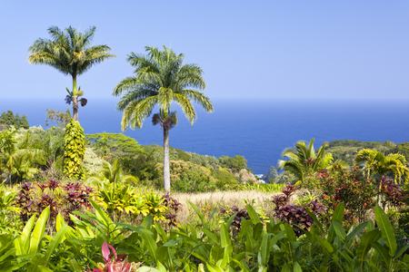 Tropical Garden Landscape in Maui, Hawaii.の写真素材