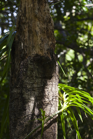 Plant detail in the rainforest of Kauai, Hawaii.の写真素材