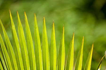 Detail of a Fan Palm in Maui, Hawaii.
