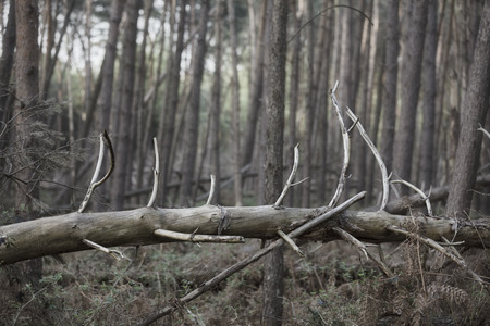 A middle european forest after a storm with some fallen trees.の写真素材