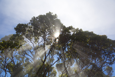 The sun shining through the trees while some clouds slide through the rain forest creating a rainbow effect due to light refraction. Taken at Pihea Trail in Kauai, Hawaii.の写真素材