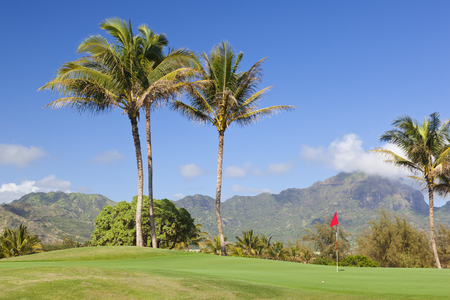 Palm trees at a golf course in Kauai, Hawaii.の写真素材