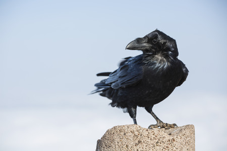 A black crow sitting on the peak column of Pico Birigoyo in La Palma, Spain.の写真素材