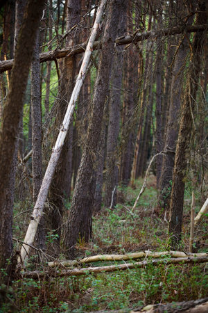 A middle european forest after a storm with some fallen trees.