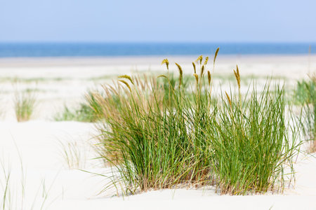 A tuft of grass in the famous sand dunes at the North Sea in Norderney, Germany.