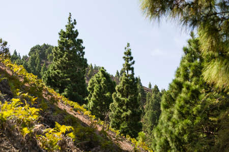 View over the pine forest and steep slopes of the Cumbre Vieja in La Palma, Spain.の写真素材