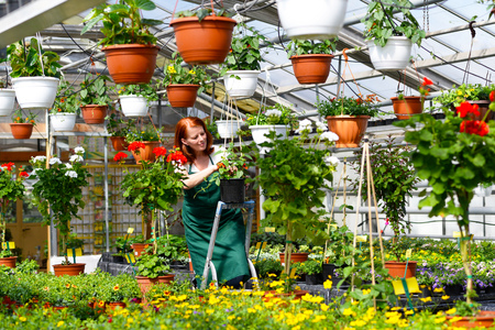 Woman working in a nursery - Greenhouse with colorful flowersの写真素材