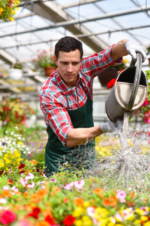 Gardener works in a greenhouse of a flower shop - watering the plantsの写真素材