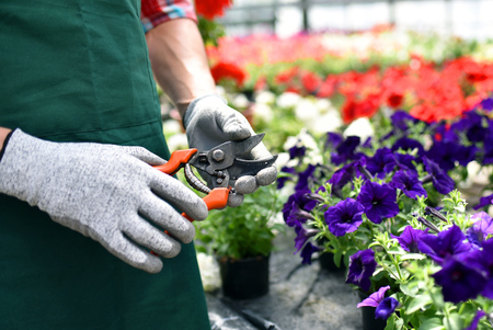 Gardener works in a greenhouse of a flower shopの写真素材