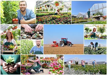 workers cultivating flowers and vegetables in agricultureの写真素材