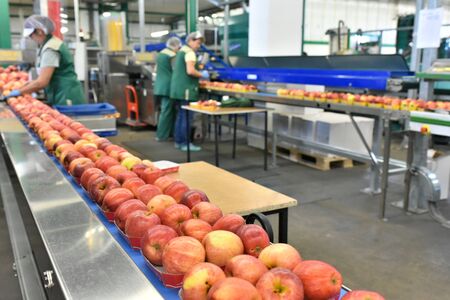 food factory: assembly line with apples and workers の写真素材