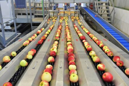Transport of freshly harvested apples in a food factory for saleの写真素材