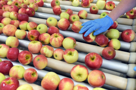 Food factory: assembly line with apples and workers