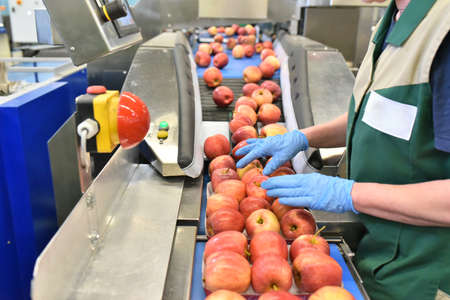 food factory: assembly line with apples and workersの写真素材