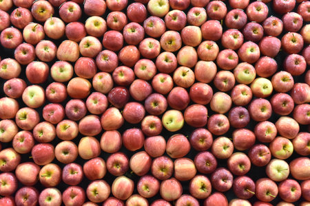 transport of freshly harvested apples in a food factory for saleの写真素材