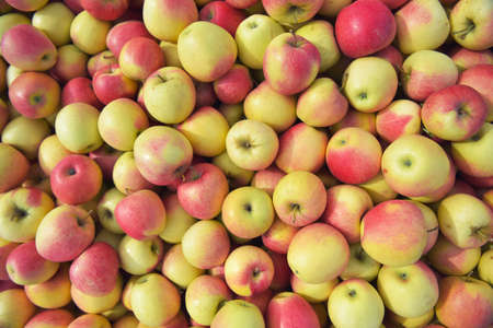 apple harvest - crates of fresh apples for transport and saleの写真素材