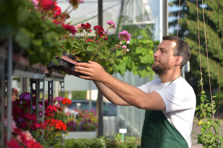 happy worker growing flowers in a greenhouse of a flower shopの写真素材