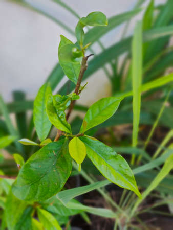 bay leaf can used for cooking, almost all Indonesian food used this spiceの写真素材