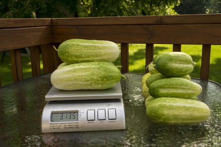 Produce scale used to weigh items at the farmers market.の写真素材