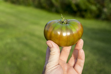 Fresh picked organic heirloom tomato in sunlight.の写真素材