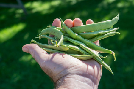 Organic green beans in farmers hand.