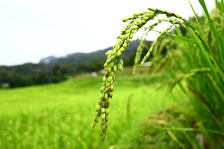 Ear of green rice fieldの写真素材